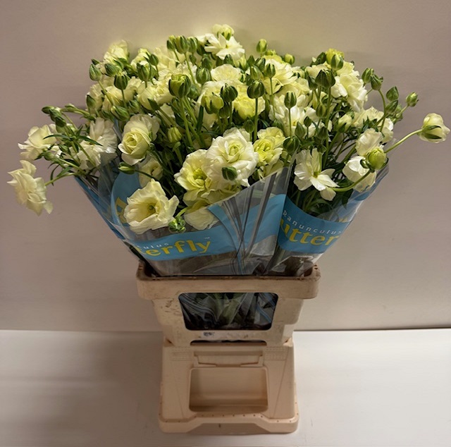 Ranunculus butterfly graces.jpg